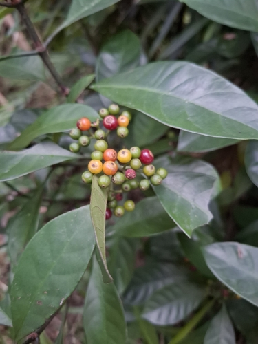 Psychotria observed 2026-10-28