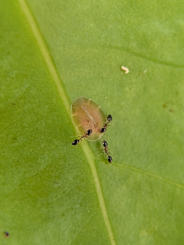 Monomorium monomorium observed 2026-10-28