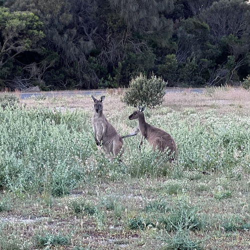 Macropus observed 2026-10-28