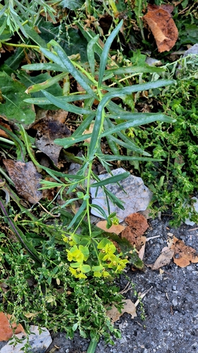 Euphorbia esula observed 2026-10-28