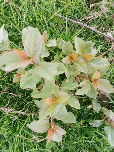 Prunus observed 2026-10-28