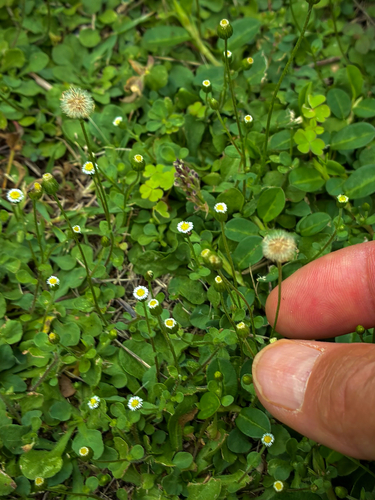 Erigeron bellioides observed 2026-10-27