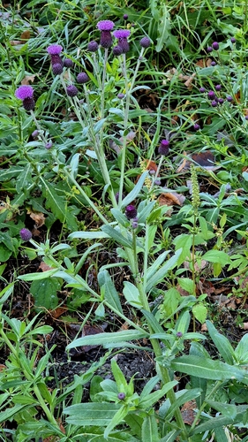 Cirsium arvense observed 2026-10-28