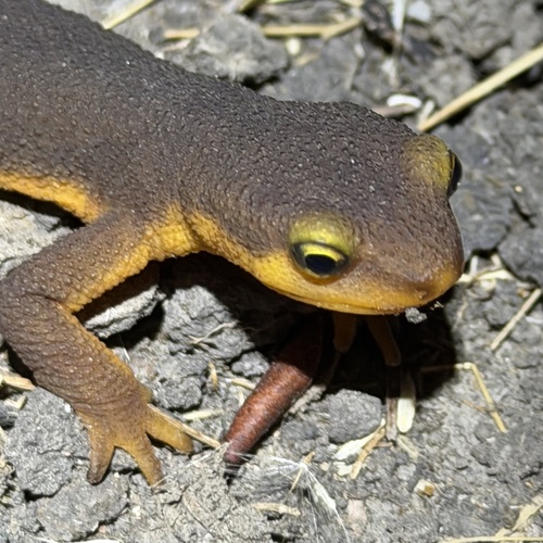 Taricha torosa observed 2026-10-25
