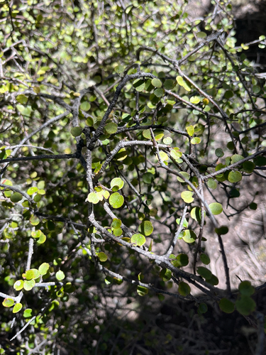 Myrsine divaricata observed 2026-10-25