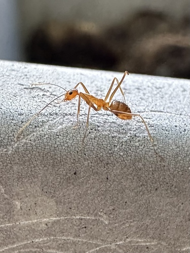 Anoplolepis gracilipes observed 2026-10-28