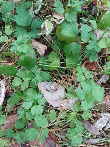 Ranunculus repens observed 2026-10-28