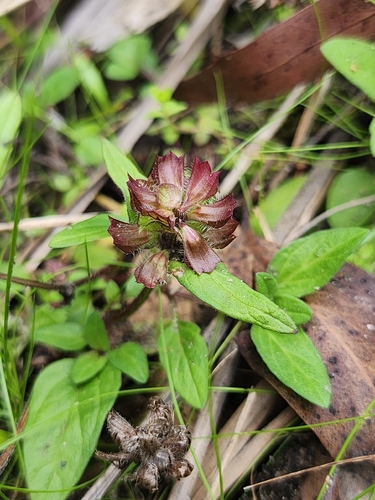 Prunella vulgaris observed 2026-10-28