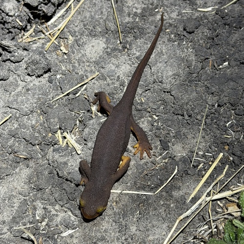 Taricha torosa observed 2026-10-25
