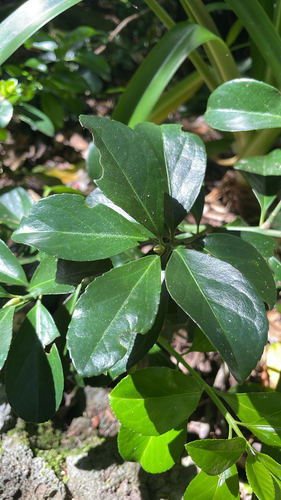 Euonymus japonicus observed 2026-10-28