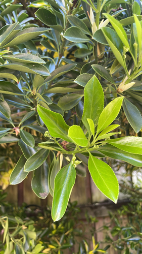 Euonymus japonicus observed 2026-10-28