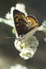 Tharsalea xanthoides