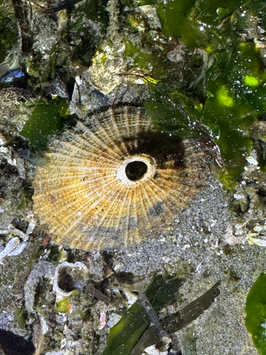 Diodora observed 2026-10-28