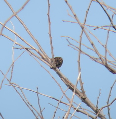 Anthus hodgsoni