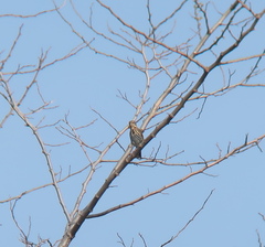 Anthus hodgsoni