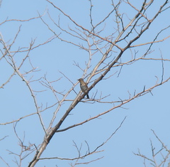 Anthus hodgsoni