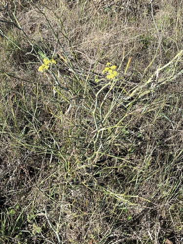 Foeniculum vulgare observed 2026-10-28