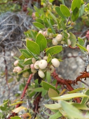 Arctostaphylos pilosula
