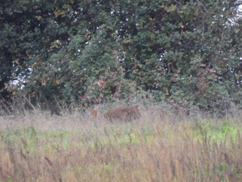Cervus observed 2026-10-28