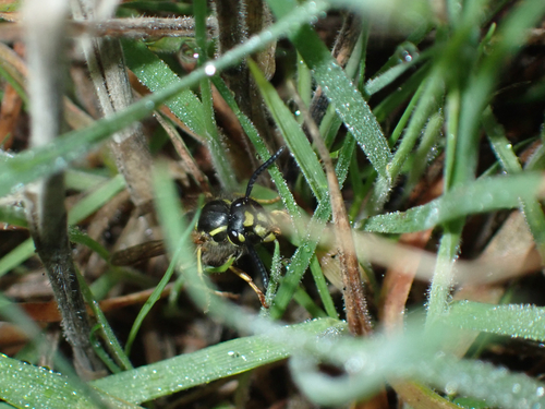 Vespula vulgaris observed 2026-10-28