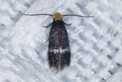 Nepticuloidea