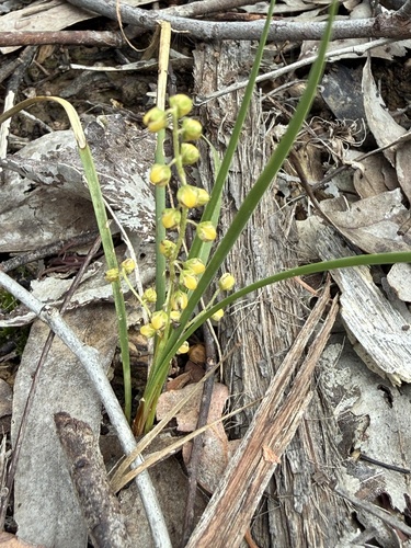 Lomandra filiformis observed 2026-10-26