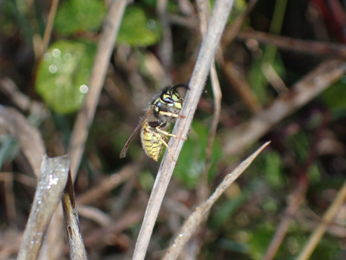 Vespula vulgaris observed 2026-10-28