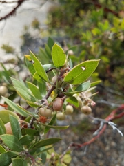 Arctostaphylos pilosula