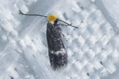 Nepticuloidea