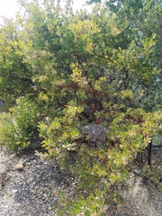 Arctostaphylos pilosula