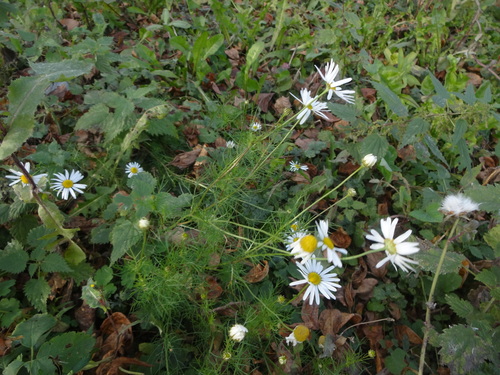 Chrysanthemum observed 2026-10-28