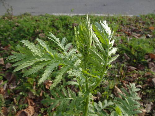 Tanacetum vulgare observed 2026-10-28