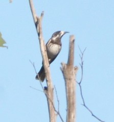 Purnella albifrons