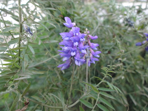 Vicia cracca observed 2026-10-28
