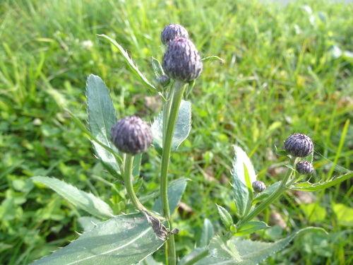 Cirsium arvense observed 2026-10-28