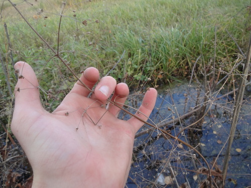 Plantago observed 2026-10-28