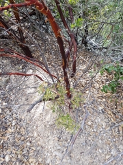 Arctostaphylos pilosula