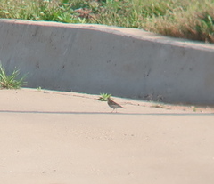 Anthus hodgsoni