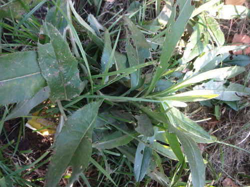 Cirsium arvense observed 2026-10-28