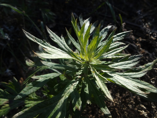 Artemisia vulgaris observed 2026-10-28