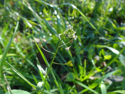 Capsella bursa-pastoris observed 2026-10-28