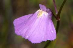Utricularia dichotoma