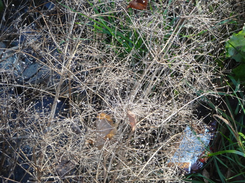 Plantago observed 2026-10-28