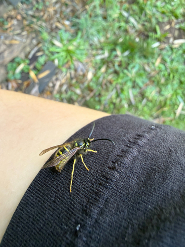 Vespula vulgaris observed 2026-10-28