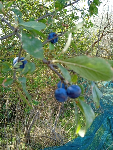 Prunus observed 2026-10-28