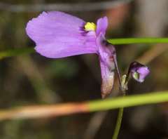Utricularia dichotoma