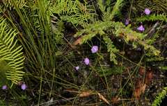 Utricularia dichotoma