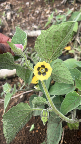 Physalis peruviana observed 2026-10-28