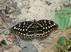 Lexias pardalis dirteana