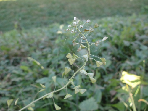 Capsella bursa-pastoris observed 2026-10-28